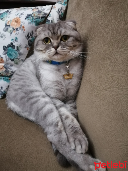 Scottish Fold, Kedi  BULUT fotoğrafı