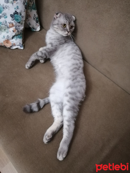 Scottish Fold, Kedi  BULUT fotoğrafı