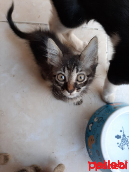 Tekir Kedi, Kedi  Fıstık fotoğrafı