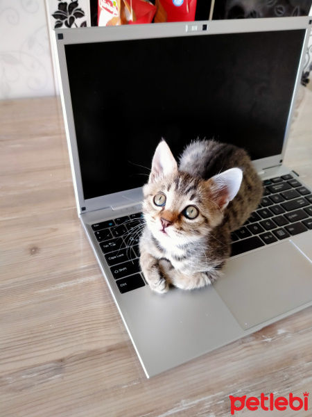 Tekir Kedi, Kedi  Badem fotoğrafı