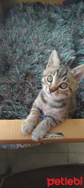 Tekir Kedi, Kedi  Badem fotoğrafı
