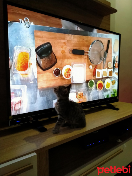 Tekir Kedi, Kedi  Badem fotoğrafı