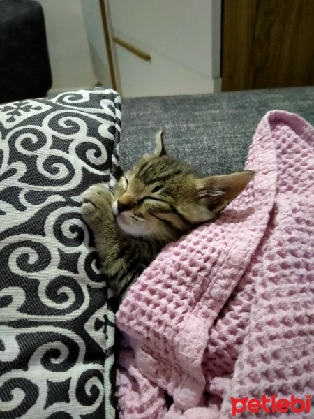 Tekir Kedi, Kedi  Badem fotoğrafı