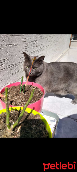Mavi Rus, Kedi  Gümüş fotoğrafı