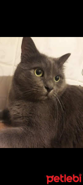 Mavi Rus, Kedi  Gümüş fotoğrafı