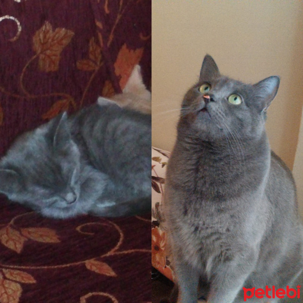 Mavi Rus, Kedi  Gümüş fotoğrafı