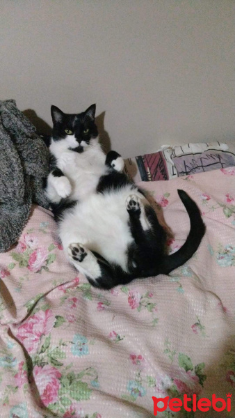 Tekir Kedi, Kedi  Şirin fotoğrafı