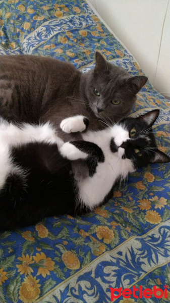 Tekir Kedi, Kedi  Şirin fotoğrafı