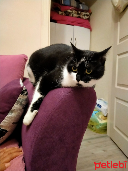 Tekir Kedi, Kedi  Şirin fotoğrafı