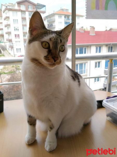 Tekir Kedi, Kedi  Şeker fotoğrafı
