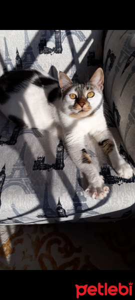 Tekir Kedi, Kedi  Şeker fotoğrafı