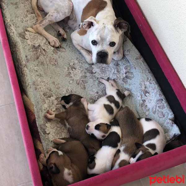 Amerikan Bulldog, Köpek  King fotoğrafı