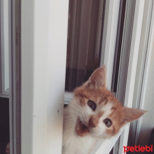 Tekir Kedi, Kedi  Köri fotoğrafı