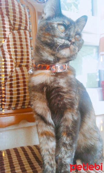 British Shorthair, Kedi  Mila fotoğrafı