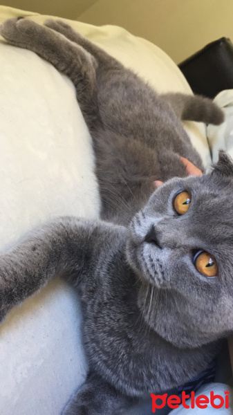 Scottish Fold, Kedi  Behlül fotoğrafı