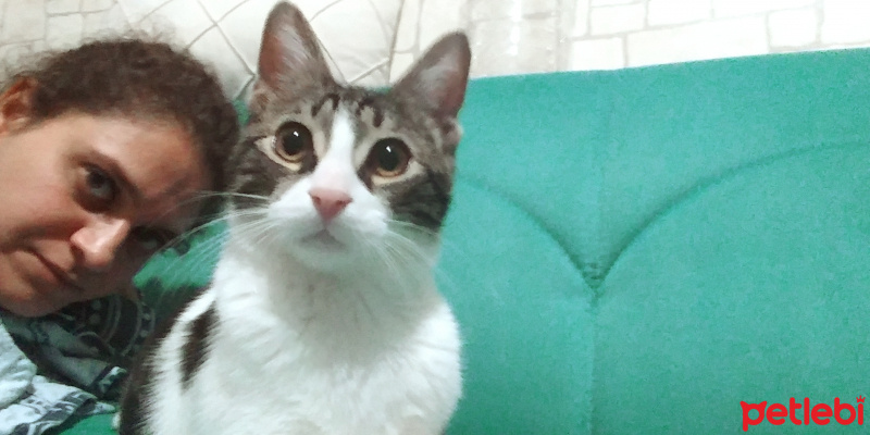 Soke, Kedi  Bestit fotoğrafı