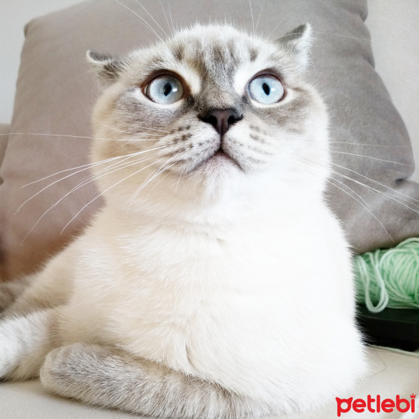 British Shorthair, Kedi  Minnak fotoğrafı