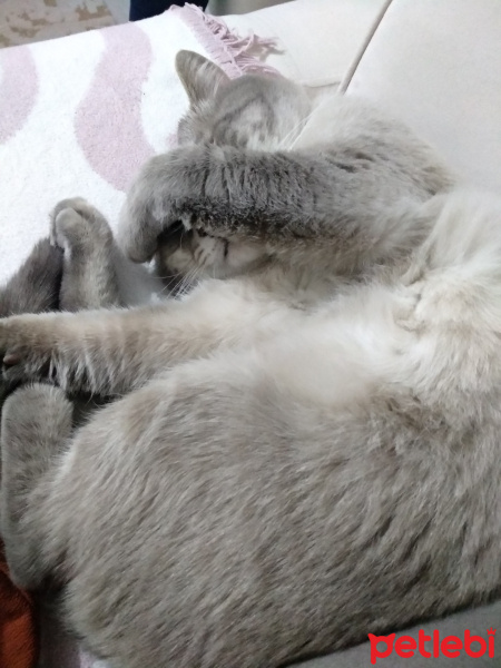 British Shorthair, Kedi  Minnak fotoğrafı