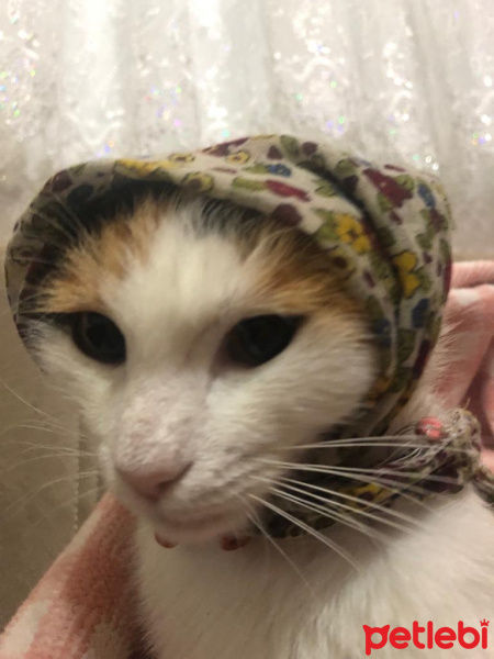 Tekir Kedi, Kedi  mıhlama fotoğrafı