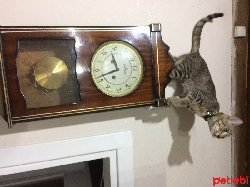 Tekir Kedi, Kedi  mıhlama fotoğrafı