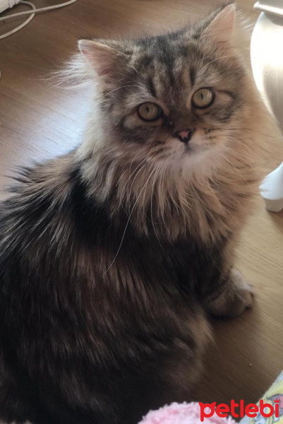 Tekir Kedi, Kedi  mıhlama fotoğrafı