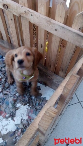 İngiliz Cocker Spaniel, Köpek  tarçın fotoğrafı