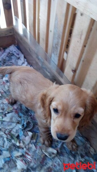 İngiliz Cocker Spaniel, Köpek  tarçın fotoğrafı