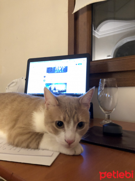 Tekir Kedi, Kedi  Matzi fotoğrafı