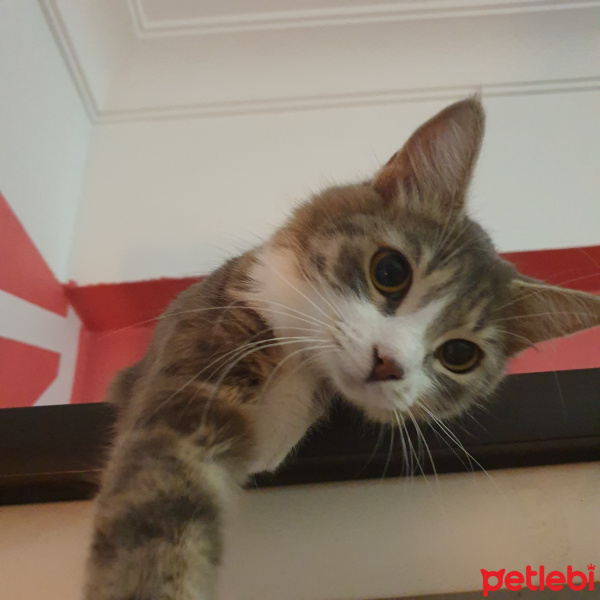 Tekir Kedi, Kedi  Böğürtlen fotoğrafı