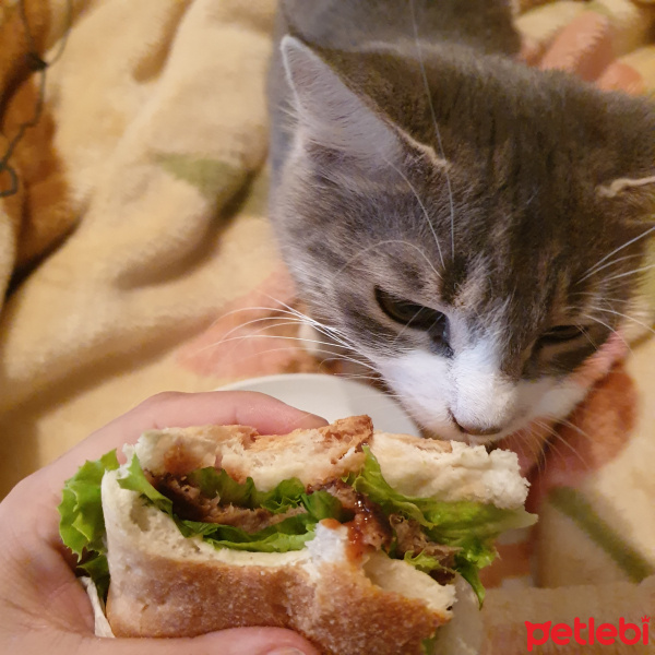 Tekir Kedi, Kedi  Böğürtlen fotoğrafı