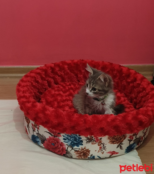 Tekir Kedi, Kedi  Böğürtlen fotoğrafı