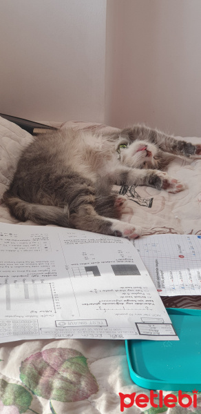 Tekir Kedi, Kedi  Böğürtlen fotoğrafı