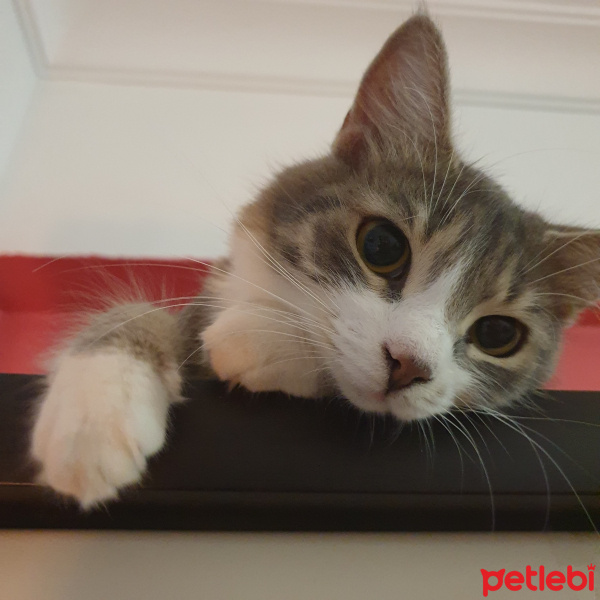 Tekir Kedi, Kedi  Böğürtlen fotoğrafı