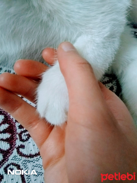 Scottish Fold, Kedi  Fındık fotoğrafı