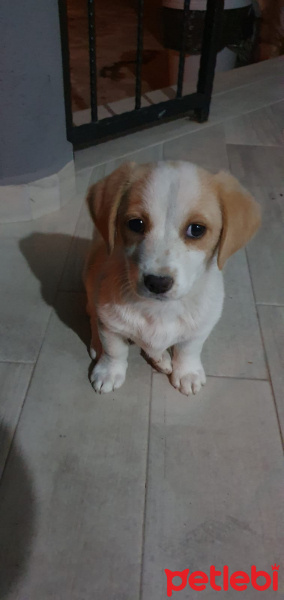 Sokö (Sokak Köpeği), Köpek  Gölge fotoğrafı