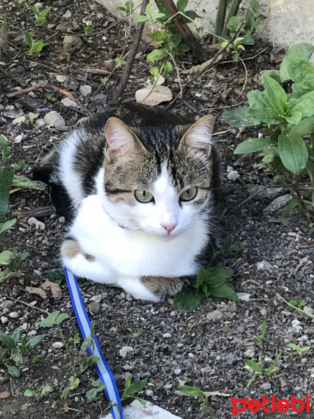 Tekir Kedi, Kedi  Pamuk fotoğrafı