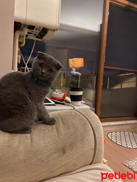 Scottish Fold, Kedi  Behlül fotoğrafı