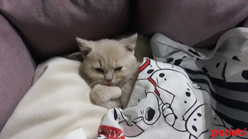 British Shorthair, Kedi  Kaju fotoğrafı