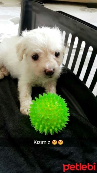 Maltese, Köpek  Nazlı fotoğrafı