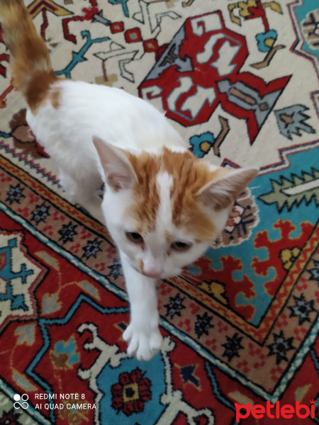 Tekir Kedi, Kedi  Aşk fotoğrafı