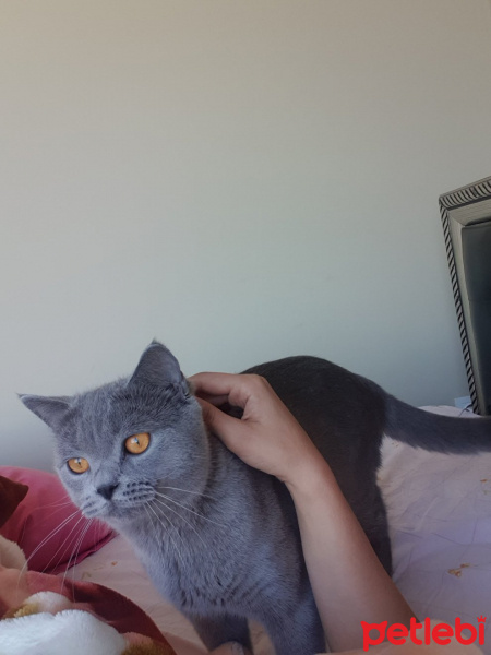 British Shorthair, Kedi  Mia fotoğrafı
