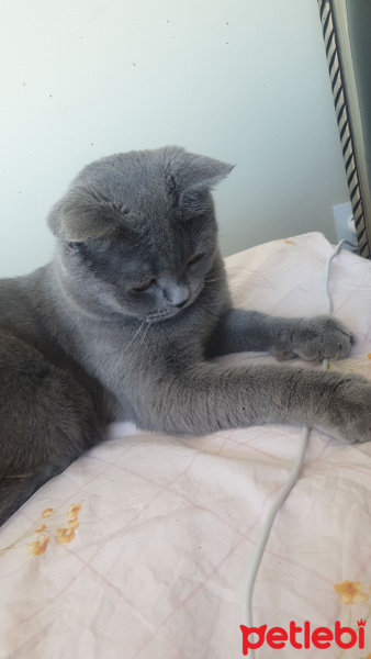 British Shorthair, Kedi  Mia fotoğrafı