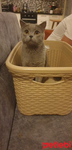 British Shorthair, Kedi  Mia fotoğrafı