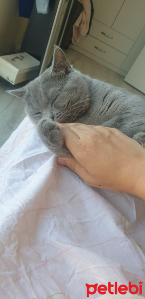 British Shorthair, Kedi  Mia fotoğrafı