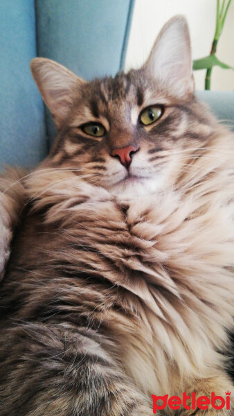 Maine Coon, Kedi  Mıncır fotoğrafı