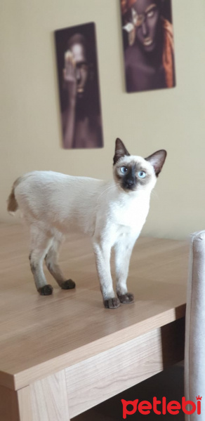 Siyam Kedisi, Kedi  Leksi fotoğrafı