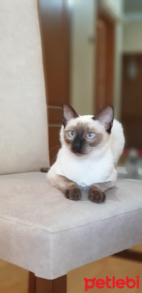 Siyam Kedisi, Kedi  Leksi fotoğrafı