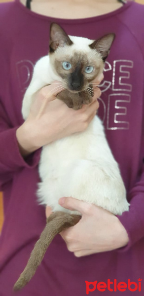 Siyam Kedisi, Kedi  Leksi fotoğrafı