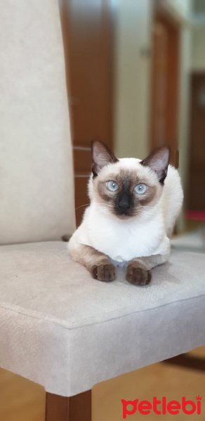 Siyam Kedisi, Kedi  Leksi fotoğrafı