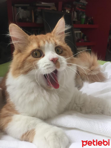 Tekir Kedi, Kedi  Bay Miyu fotoğrafı